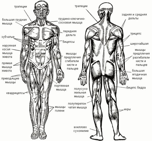 Картинки мышцы человека (46 фото)