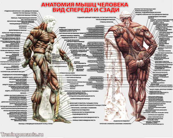 Атлас анатомия человека мышечная система
