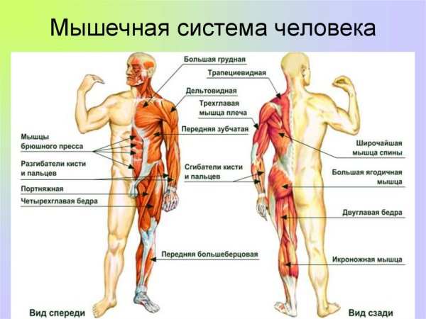 Мышечная система схема строения