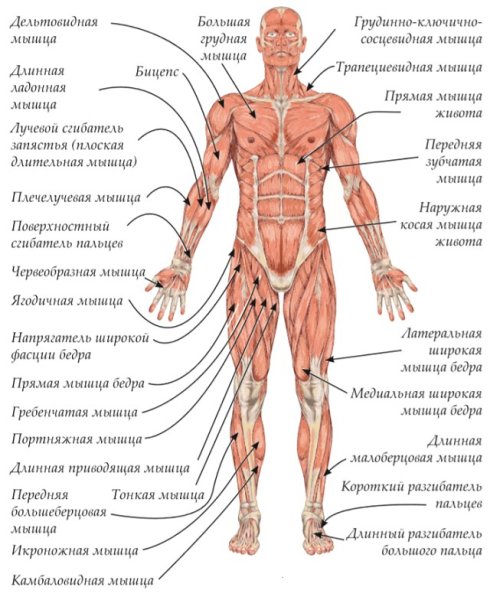 Мышцы человека спереди с подписями