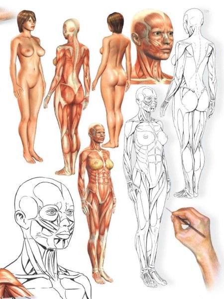 Картинки анатомия человека для студентов (47 фото)