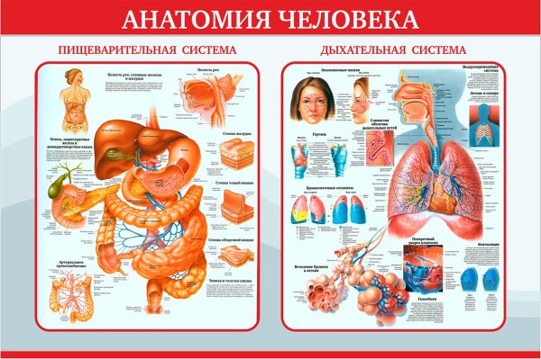 Плакат органы человека