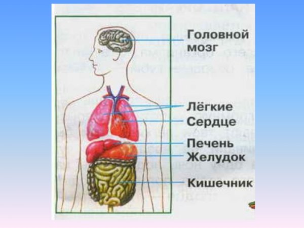 Модель внутреннее строение тела человека окружающий мир 3 класс