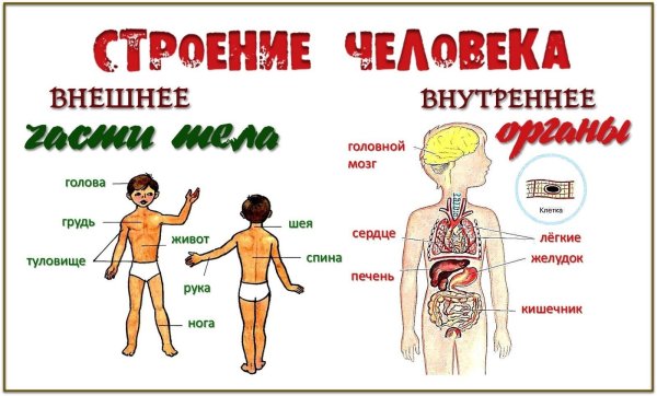 Модель внешнее и внутреннее строение тела человека 3 класс