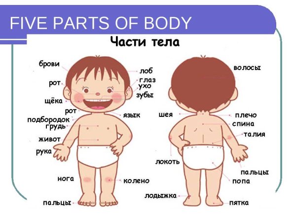 Части тела на английском