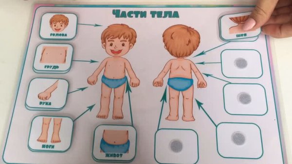 Части тела для детей на липучках