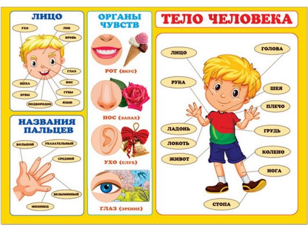 Части тела для дошкольников