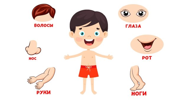 Строение тела для детей