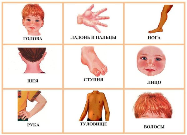 Карточки части тела