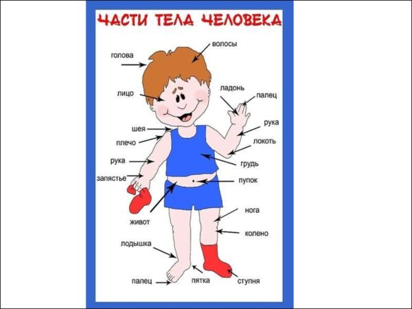 Части тела человека для детей
