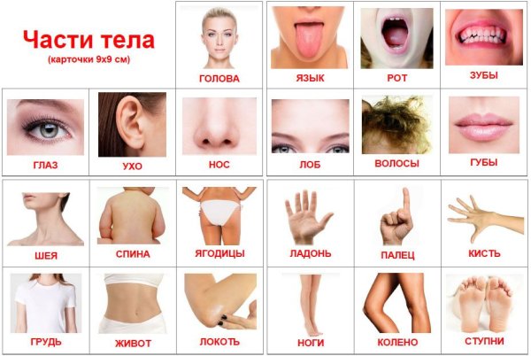 Карточки части тела