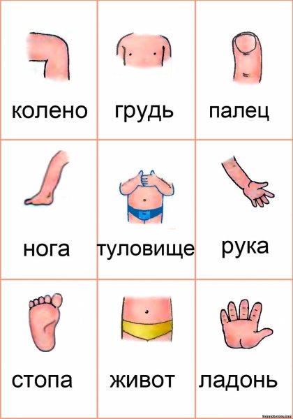 Части тела человека для детского сада