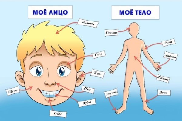 Тело человека для детей