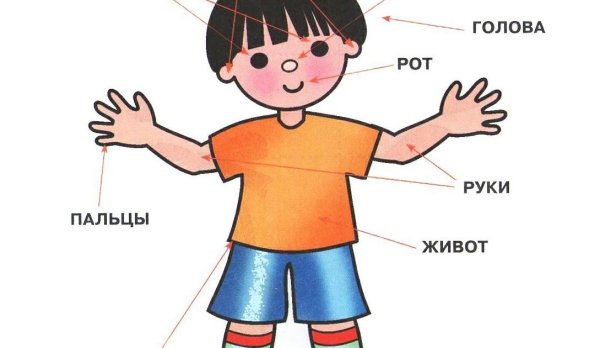 Части тела