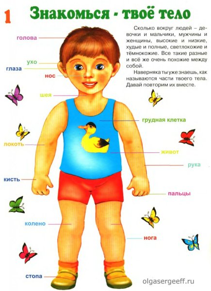 Тело человека для дошкольников