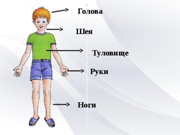 Части тела внешние для детей