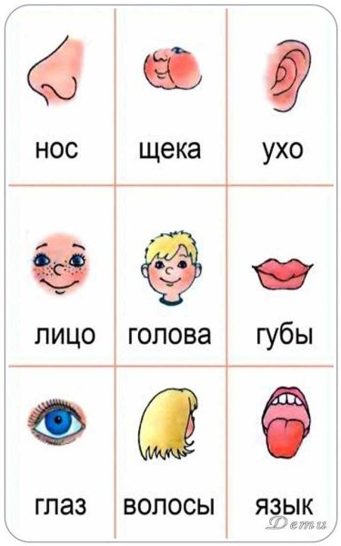 Части тела для детей