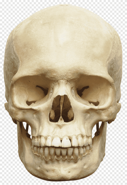 Череп Cranium вид спереди