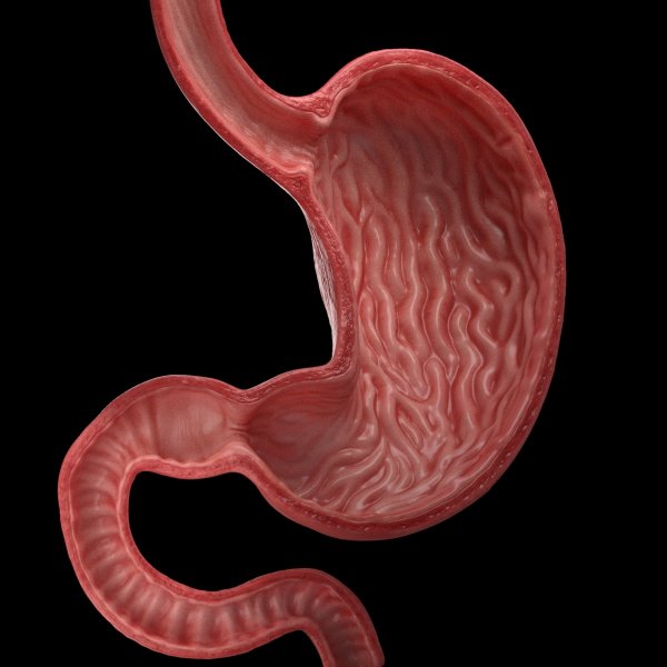 Анатомия желудочно-кишечного тракта