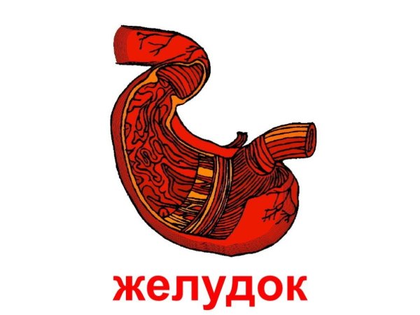 Желудок рисунок