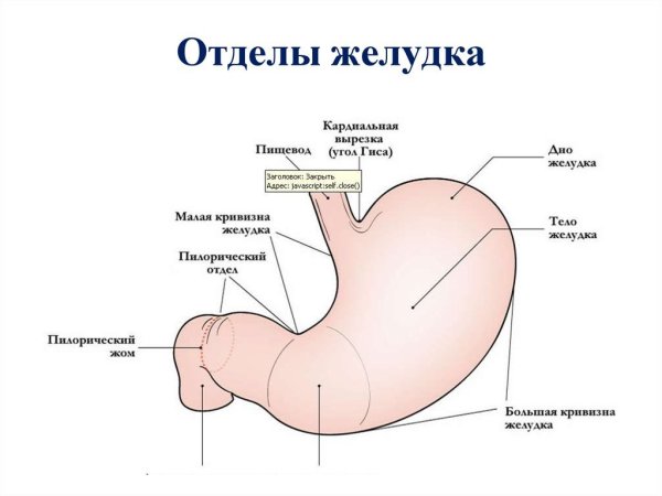 Строение желудка человека анатомия