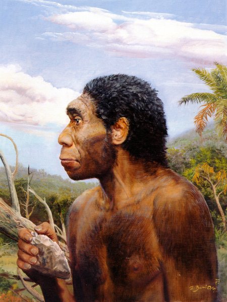 Человек прямоходящий homo Erectus