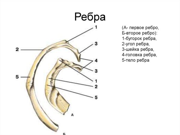 Ребра анатомия человека строение