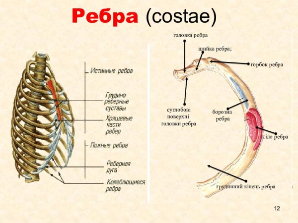 Ребро анатомия costae