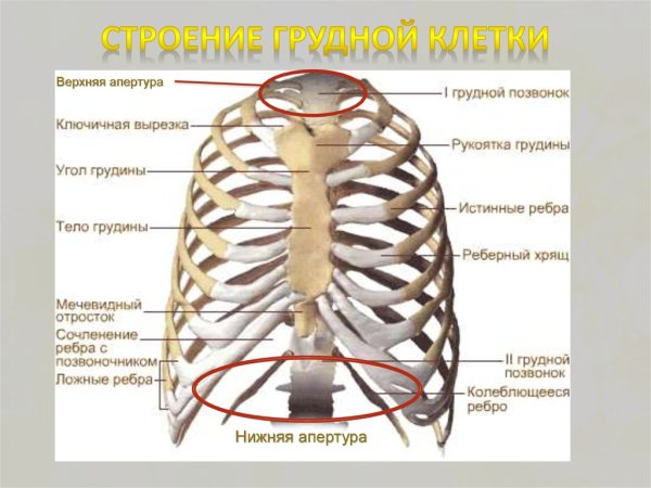 Структура скелета грудной клетки