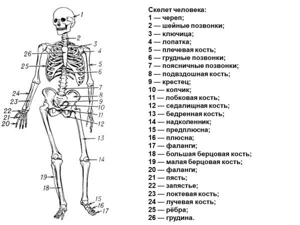 Строение скелета человека схема