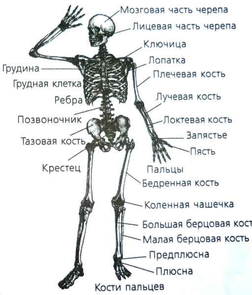 Строение скелета кости