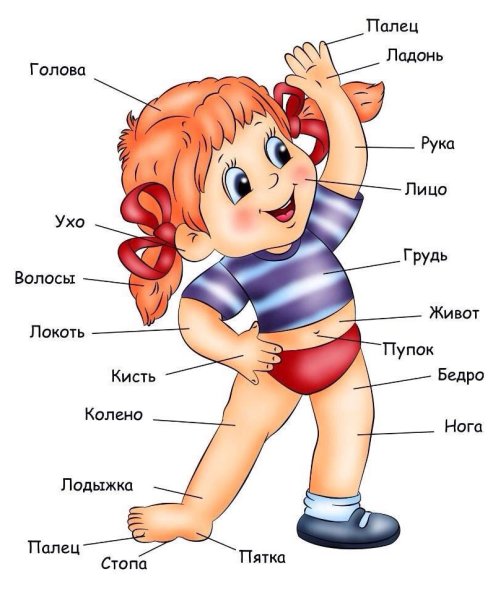 Части тела человека для детского сада