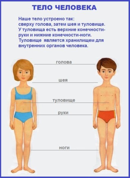 Человек части тела для дошкольников