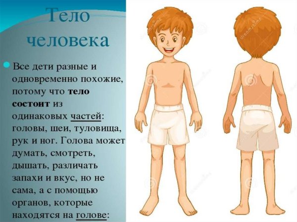 Тело человека для детей
