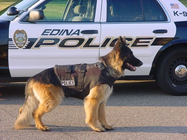 Police k9 немецкая овчарка
