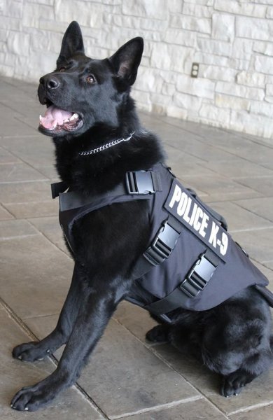 Доберман k9