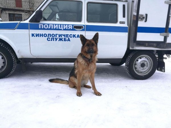 Полицейская овчарка