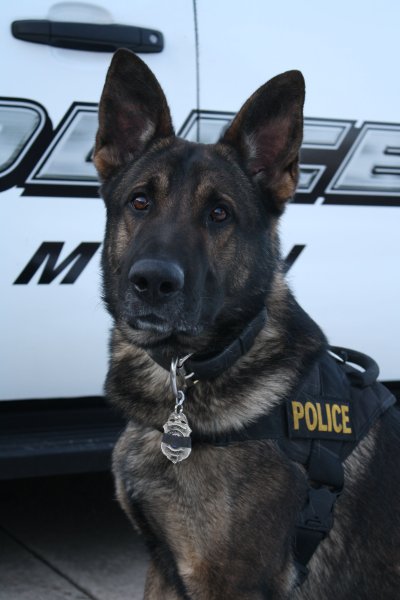 K9 Police овчарка
