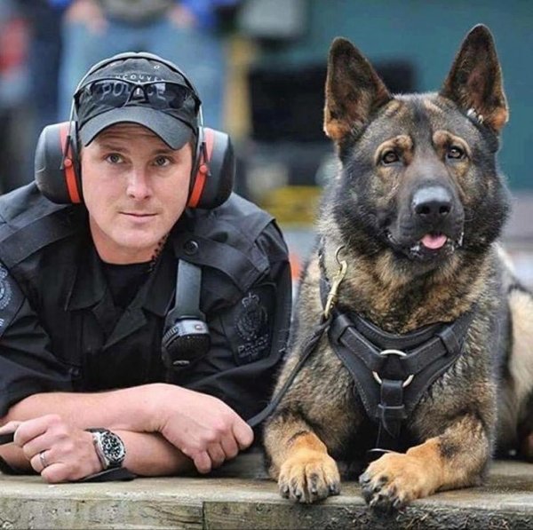 K9 Police овчарка