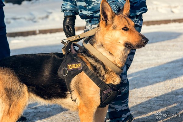 Полицейские собаки немецкие овчарки