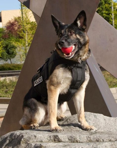 K-9 овчарка
