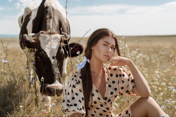 Фотосессия с коровой в поле