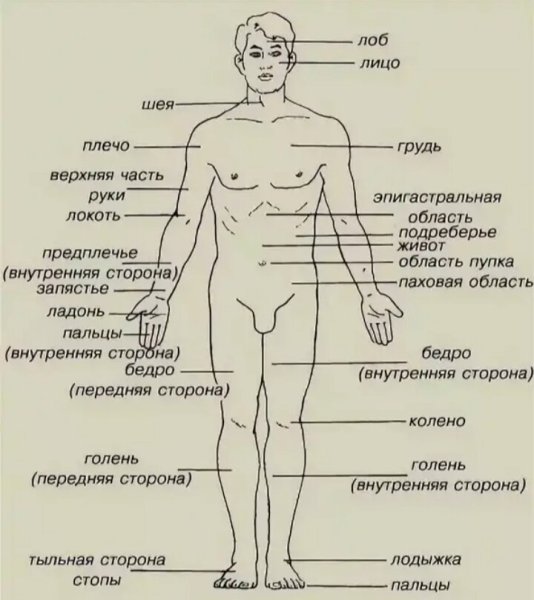 Анатомические названия частей тела