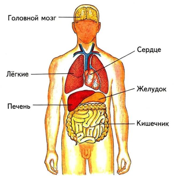 Внутреннее строение организма человека схема