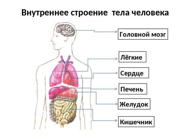 Структура строения человека