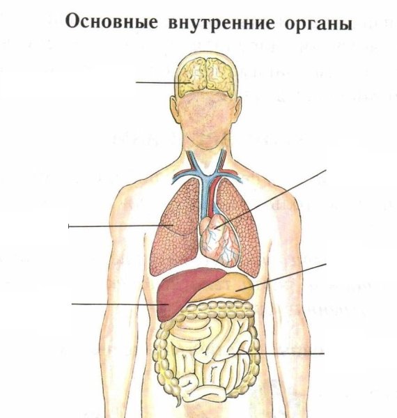 Внутренние органы человека схема схема