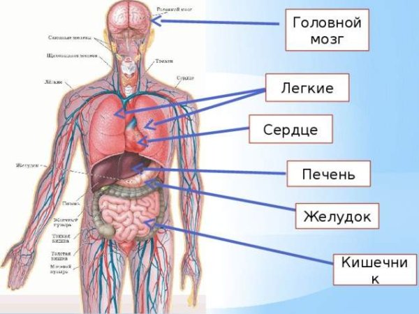Схема тела человека с органами