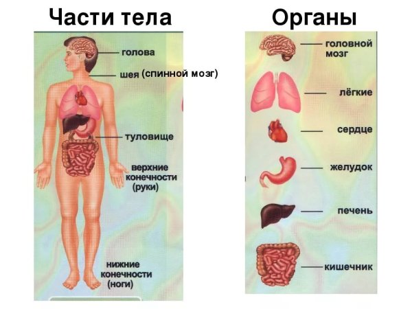 Модель внутреннее строение тела человека