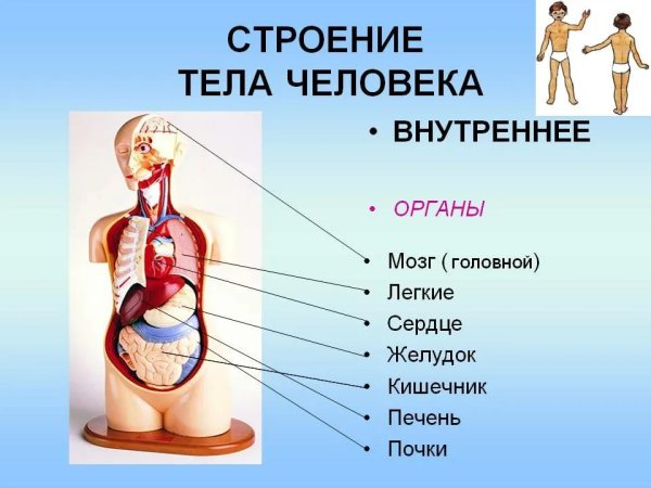 Внутренние органы человека строение внутренности