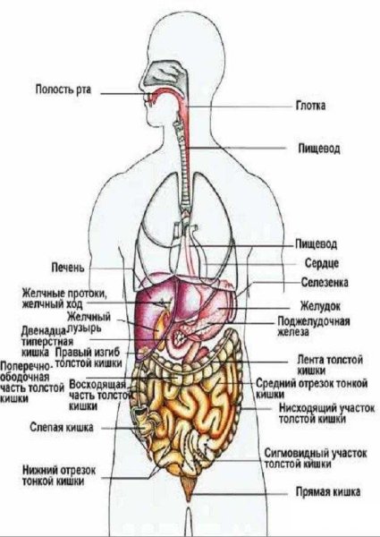 Строение органов человека спереди